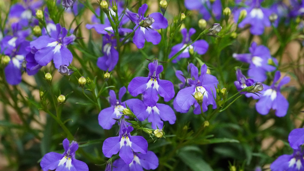 Blaue Lobelie