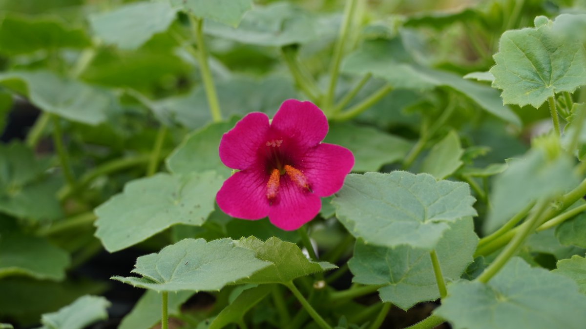 Pinke Blüte einer Klettergloxinie