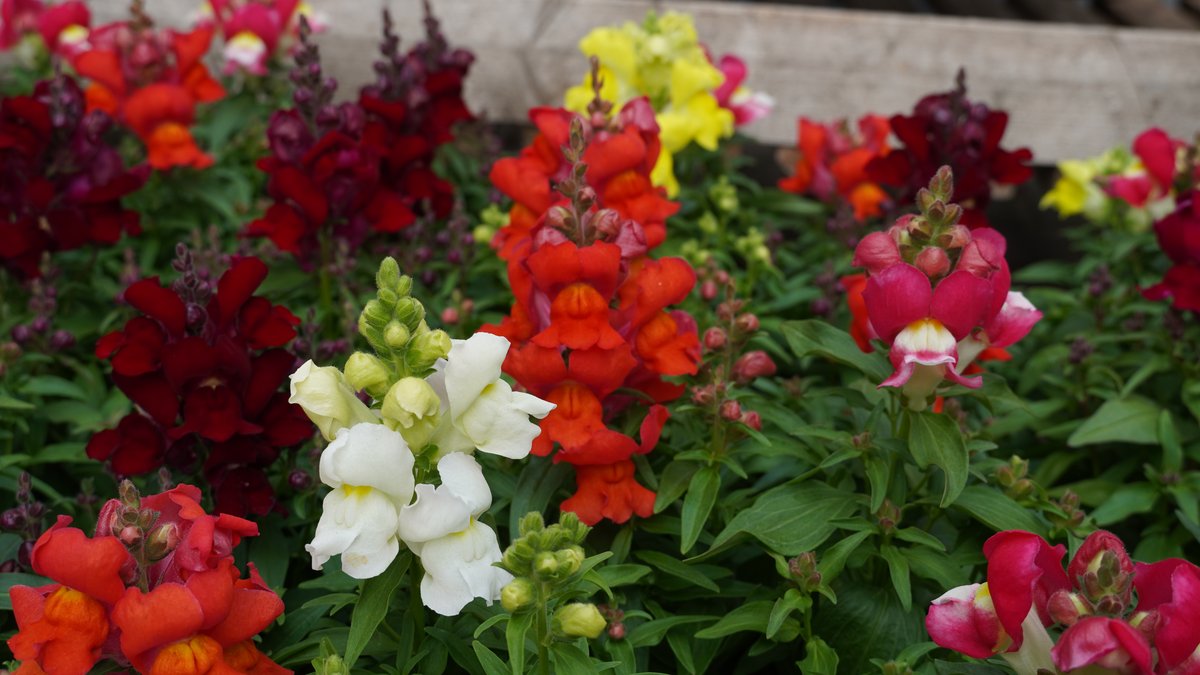 Löwenmaul in vielen bunten Farben