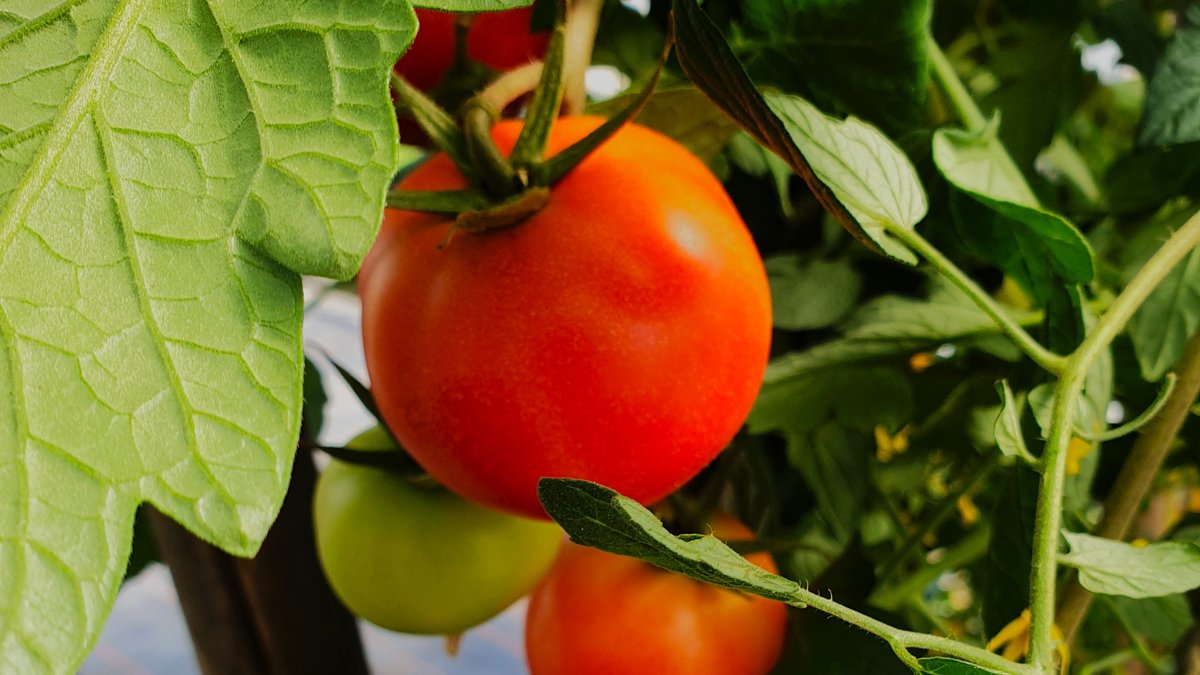 Tomaten an der Pflanze