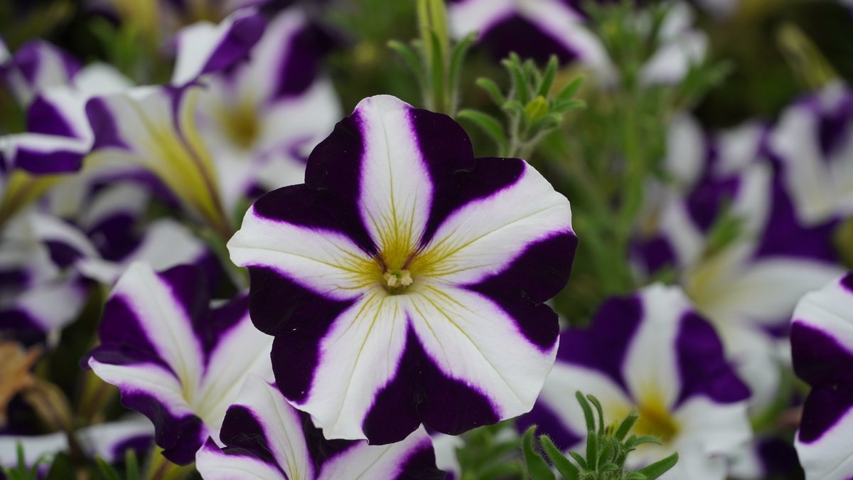 Petunie mit zweifarbiger Blüte in Violett und Weiß