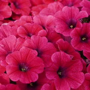 Petunien mit leuchtend pinker Blüte