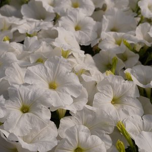 Petunien mit weißen Blüten