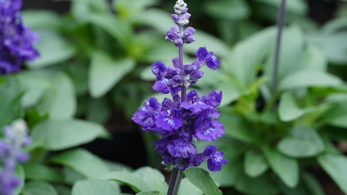 Blauer Mehlsalbei