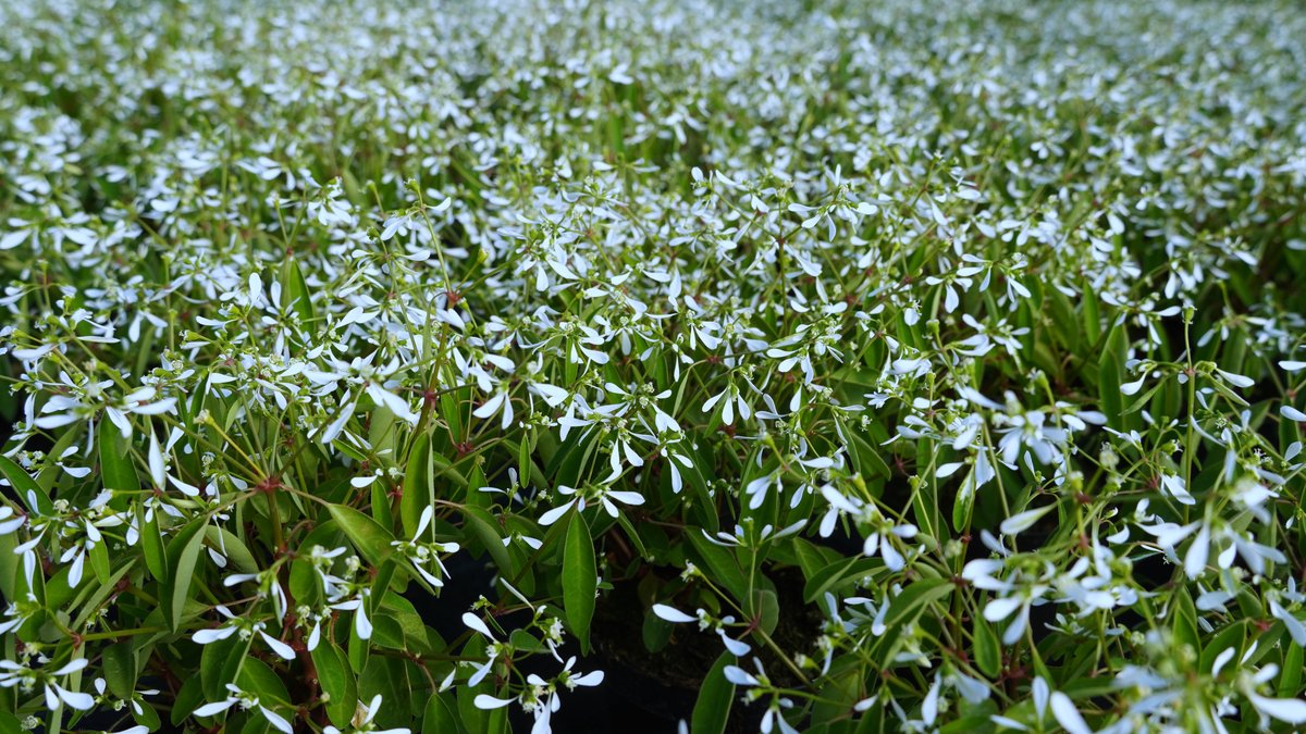 Zauberschnee