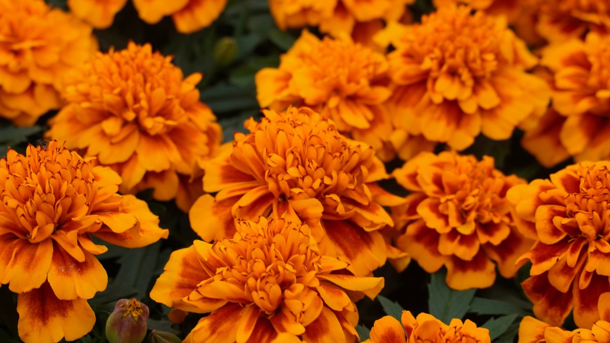 Orangeblühende Tagetes