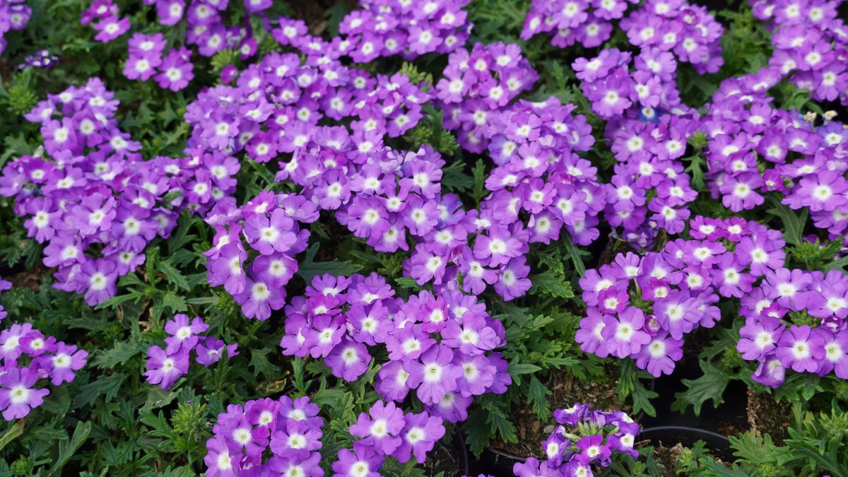 Verbene mit zweifarbiger Blüte in hellem Violett und Weiß